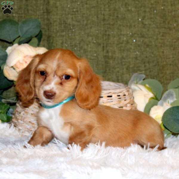 Liam – Mini, Dachshund Puppy
