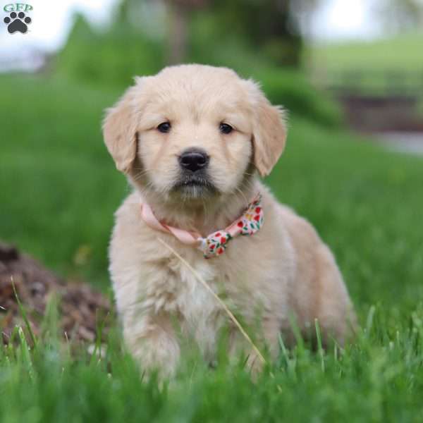 Lila, Golden Retriever Puppy