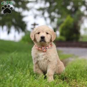 Lila, Golden Retriever Puppy