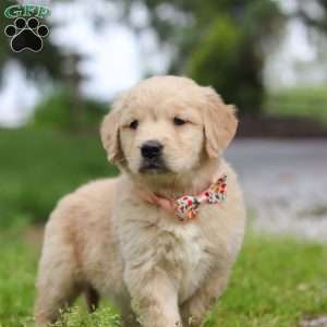Lila, Golden Retriever Puppy