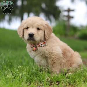 Lila, Golden Retriever Puppy