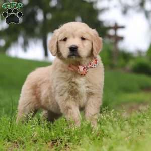 Lila, Golden Retriever Puppy
