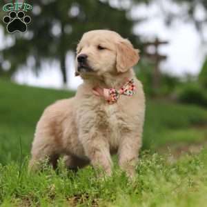 Lila, Golden Retriever Puppy