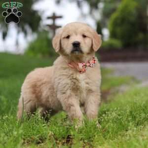 Lila, Golden Retriever Puppy