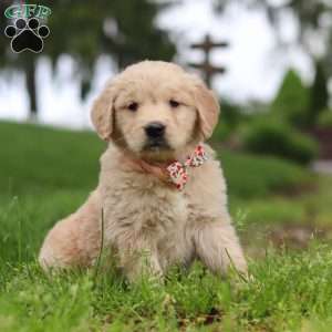 Lila, Golden Retriever Puppy