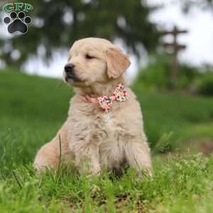 Lila, Golden Retriever Puppy