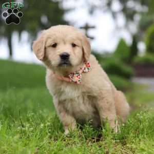 Lila, Golden Retriever Puppy