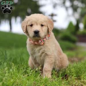 Lila, Golden Retriever Puppy