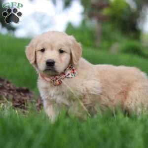 Lila, Golden Retriever Puppy