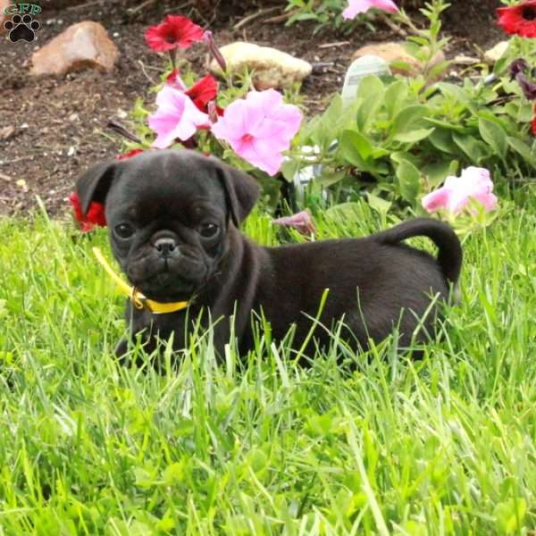 Lilac, Pug Puppy