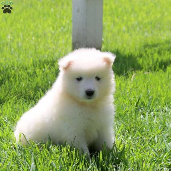 Lilac, Samoyed Puppy