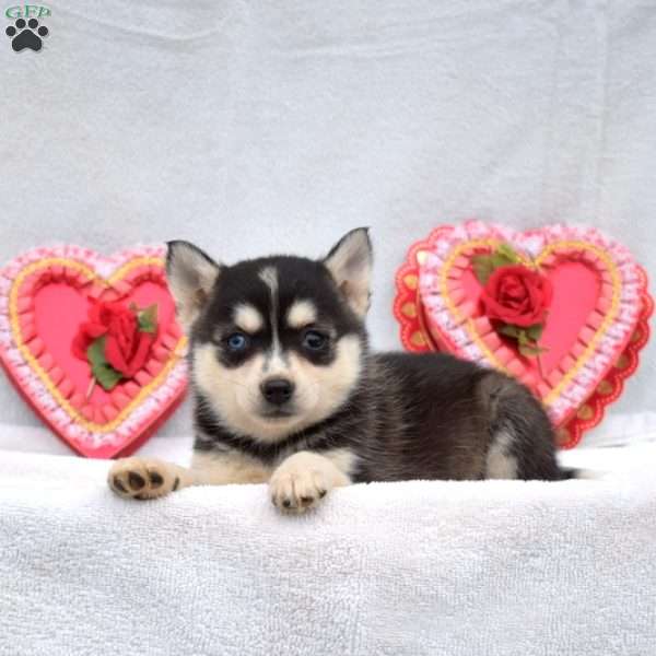 Lilac, Pomsky Puppy