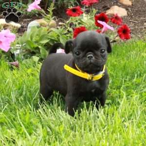 Lilac, Pug Puppy