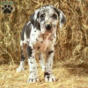 Lilac, Great Dane Puppy