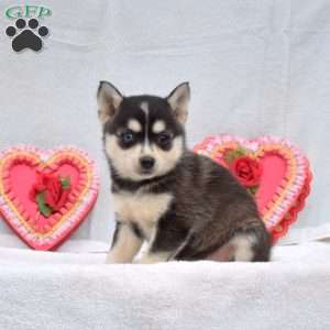 Lilac, Pomsky Puppy
