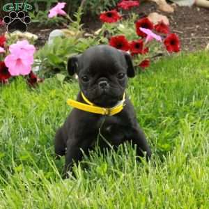 Lilac, Pug Puppy