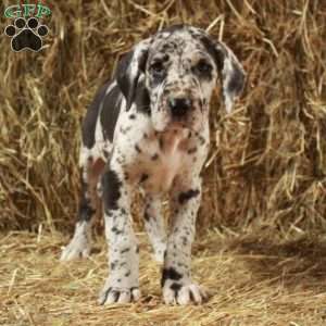 Lilac, Great Dane Puppy