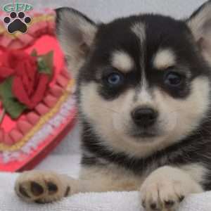 Lilac, Pomsky Puppy