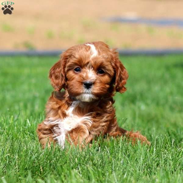 Lilac, Cavapoo Puppy