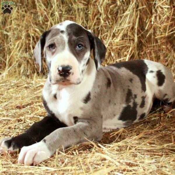Lilly, Great Dane Puppy