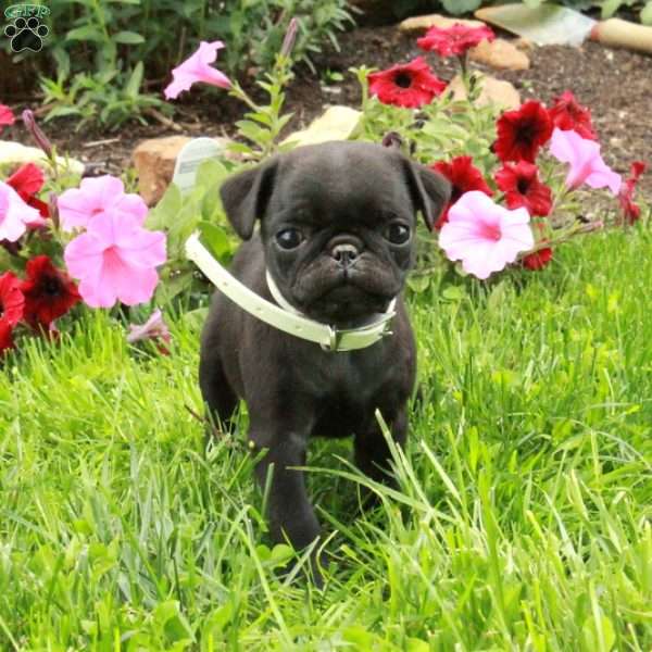 Lilly, Pug Puppy