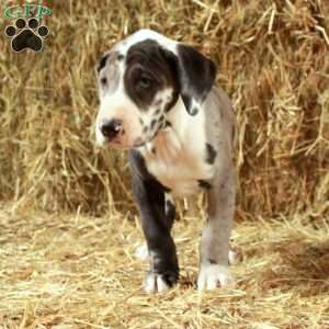 Lilly, Great Dane Puppy