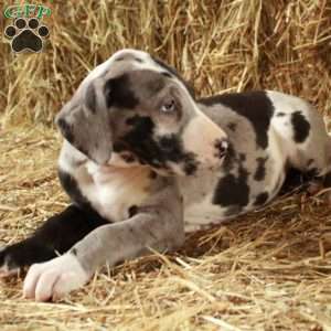 Lilly, Great Dane Puppy