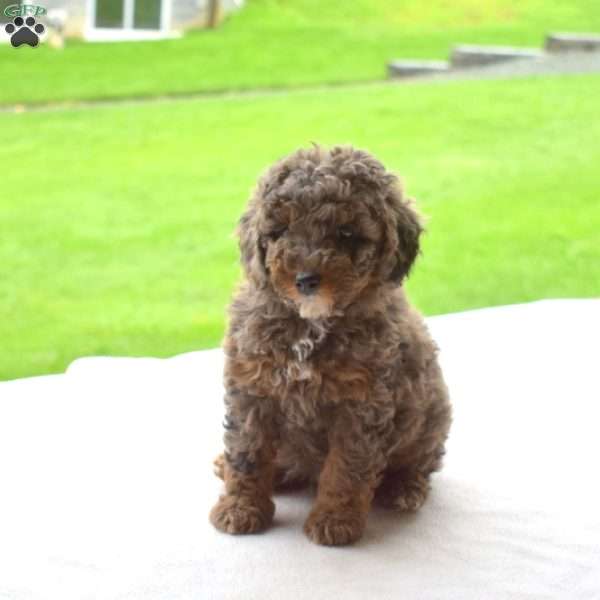 Lilo, Miniature Poodle Puppy