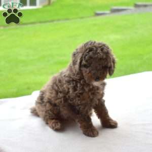 Lilo, Miniature Poodle Puppy