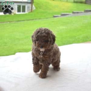 Lilo, Miniature Poodle Puppy
