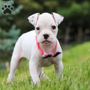 Lily, Boxer Puppy