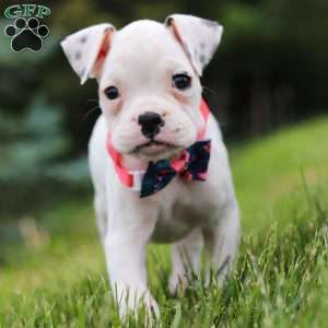 Lily, Boxer Puppy