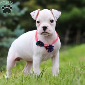 Lily, Boxer Puppy