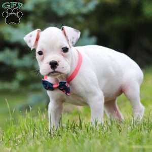 Lily, Boxer Puppy