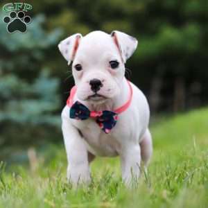 Lily, Boxer Puppy