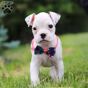 Lily, Boxer Puppy