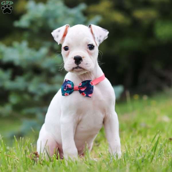 Lily, Boxer Puppy