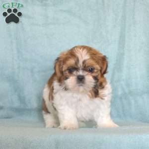 Lily Belle, Shih Tzu Puppy