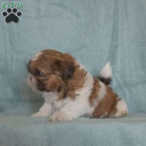 Lily Belle, Shih Tzu Puppy