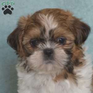 Lily Belle, Shih Tzu Puppy