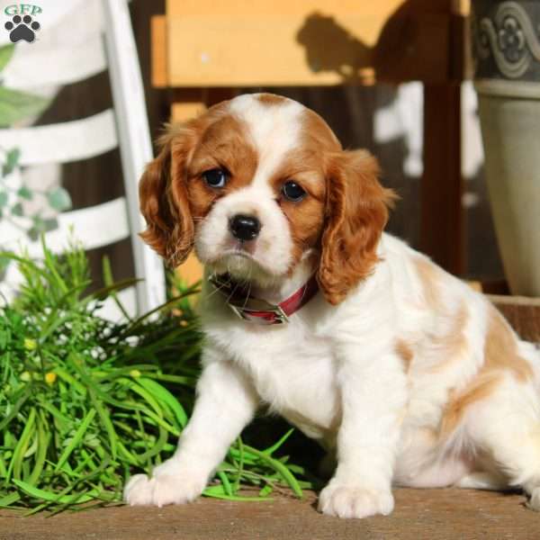 Lily, Cavalier King Charles Spaniel Puppy