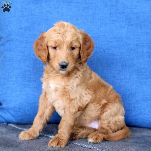 Lily, Goldendoodle Puppy