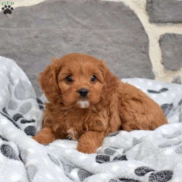 Lily, Cavapoo Puppy