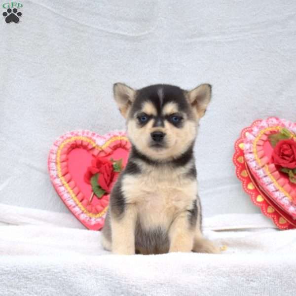 Lily, Pomsky Puppy
