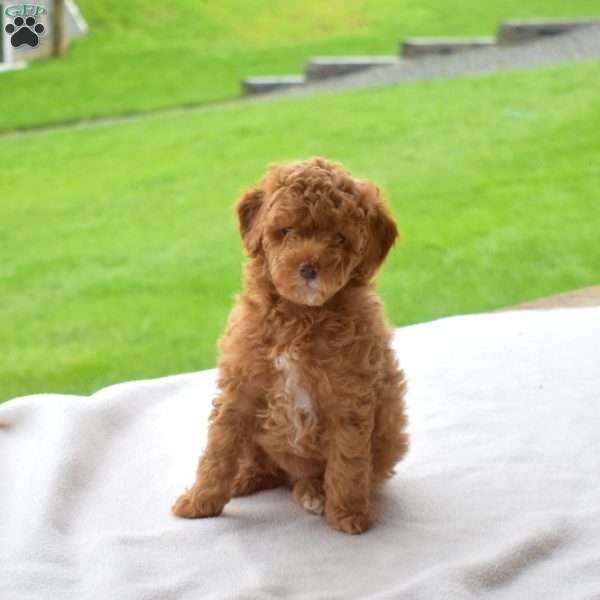 Lily, Miniature Poodle Puppy