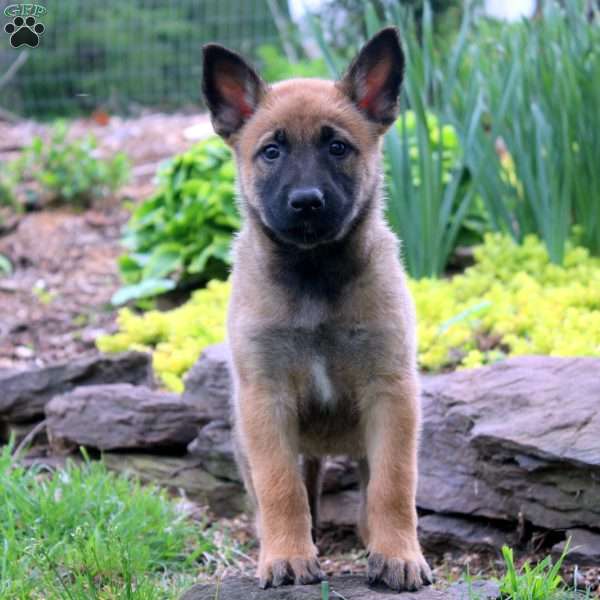 Lily, Belgian Malinois Puppy