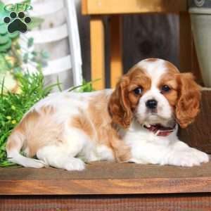 Lily, Cavalier King Charles Spaniel Puppy