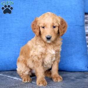Lily, Goldendoodle Puppy