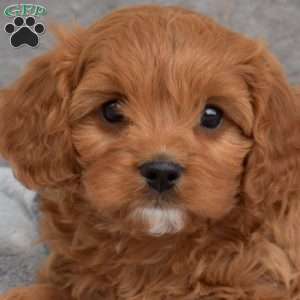 Lily, Cavapoo Puppy