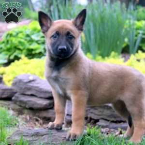 Lily, Belgian Malinois Puppy